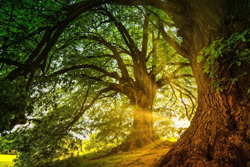 Enchanted Fauna