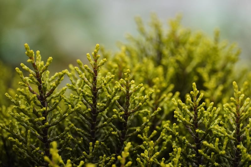 Enchanted Shrubs