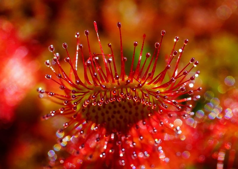 Otherworldly Herbs